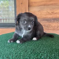 Otto, a male Chiweenie for sale in Saint Augustine, FL – 5 of 6