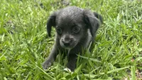 Bliss, a female Chiweenie for sale in Saint Augustine, FL – 2 of 5