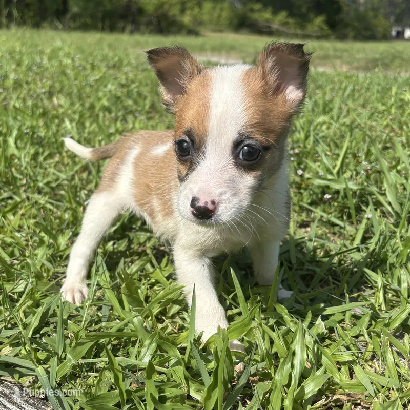 Luke – Jack Russell Terrier, Chihuahua puppy for sale in Saint Augustine, FL