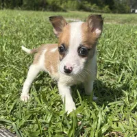 Luke, a male Jack Russell Terrier and Chihuahua for sale in Saint Augustine, FL – 1 of 2