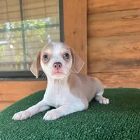 Hoagie , a male Chiweenie for sale in Saint Augustine, FL – 3 of 3