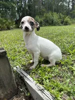 Bubbles, a female Chiweenie for sale in Saint Augustine, FL – 4 of 10