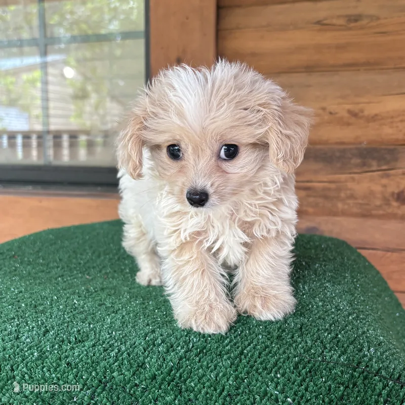 Wally – Maltipoo puppy for sale in Saint Augustine, FL