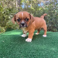 Buck, a male Chihuahua and Shih Tzu for sale in Saint Augustine, FL – 4 of 4