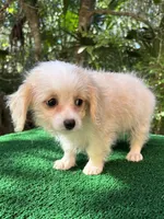 Suzy, a female Malchi for sale in Saint Augustine, FL – 4 of 6