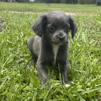 Bliss, a female Chiweenie for sale in Saint Augustine, FL – 3 of 5