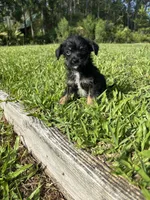 Marley, a male Chorkie for sale in Saint Augustine, FL – 2 of 4