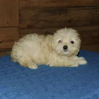 Token, a male Maltipoo for sale in Saint Augustine, FL – Photo 2 of 3