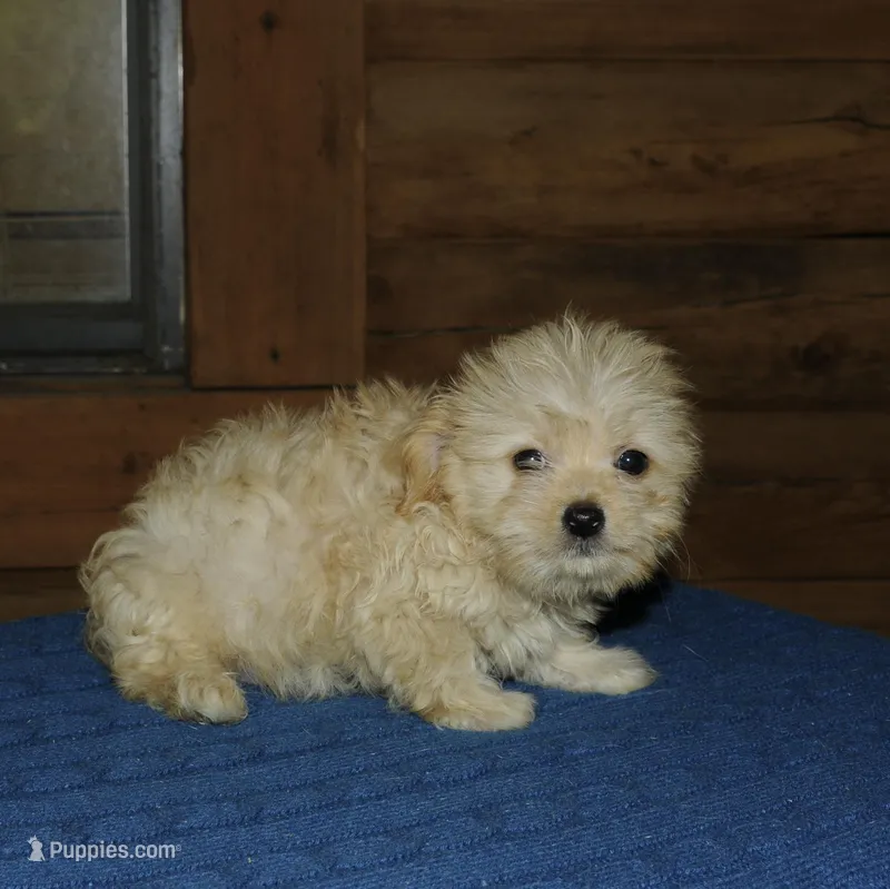Token, a male Maltipoo for sale in Saint Augustine, FL – Photo 1 of 3