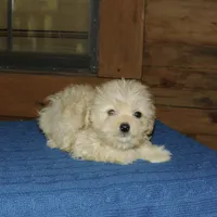 Token, a male Maltipoo for sale in Saint Augustine, FL – Photo 3 of 3