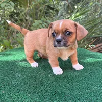 Buck, a male Chihuahua and Shih Tzu for sale in Saint Augustine, FL – 2 of 4