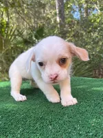 Ruby, a female Chihuahua and Shih Tzu for sale in Saint Augustine, FL – 3 of 4