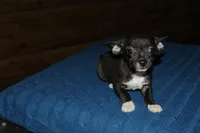 Martini, a female Chihuahua for sale in Saint Augustine, FL – Photo 2 of 3