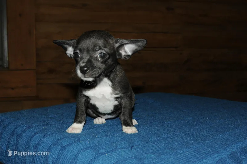 Martini – Chihuahua puppy for sale in Saint Augustine, FL