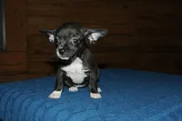 Martini, a female Chihuahua for sale in Saint Augustine, FL – Photo 1 of 3