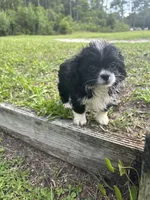 Trixi, a female Chihuahua and Shih Tzu for sale in Saint Augustine, FL – 2 of 5