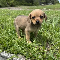 Barney, a male Chorkie for sale in Saint Augustine, FL – 4 of 4