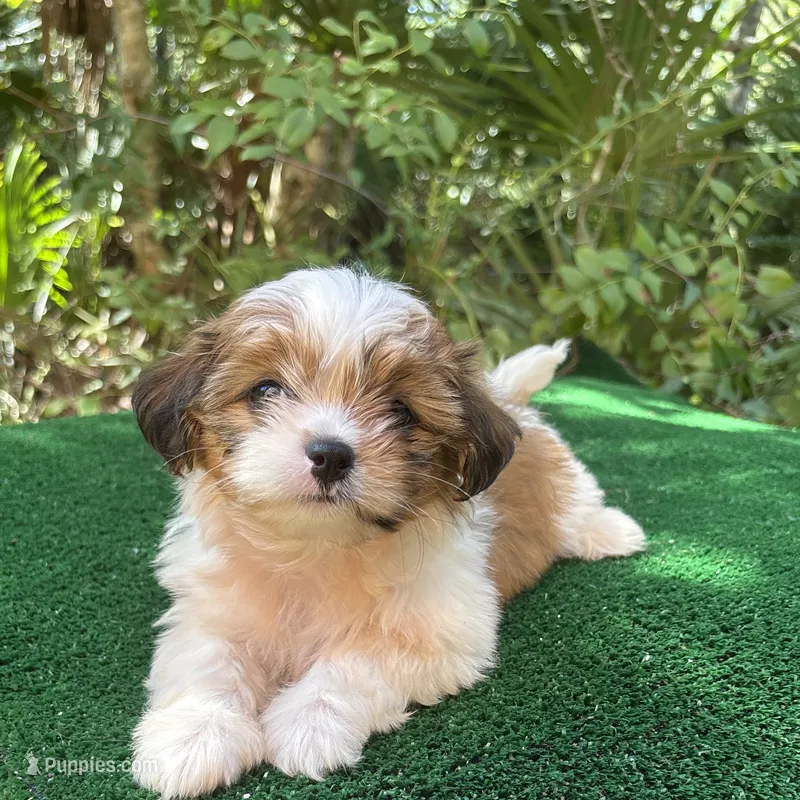 Fairy  – Mal Shi puppy for sale in Saint Augustine, FL