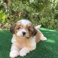 Fairy , a female Mal Shi for sale in Saint Augustine, FL – 1 of 7