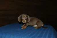 Snickers, a female Miniature Dachshund for sale in Saint Augustine, FL – Photo 3 of 3