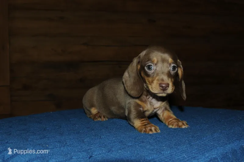 Snickers – Miniature Dachshund puppy for sale in Saint Augustine, FL