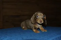 Snickers, a female Miniature Dachshund for sale in Saint Augustine, FL – Photo 1 of 3