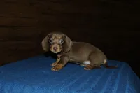 Snickers, a female Miniature Dachshund for sale in Saint Augustine, FL – Photo 2 of 3