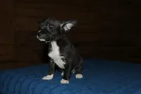 Ila, a female Chihuahua for sale in Saint Augustine, FL – Photo 2 of 5