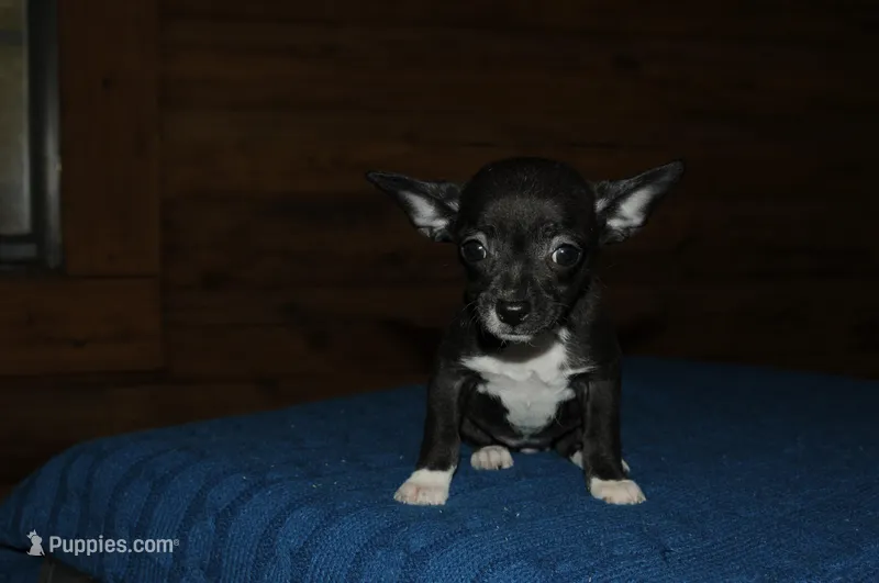 Ila – Chihuahua puppy for sale in Saint Augustine, FL