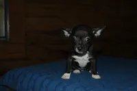 Ila, a female Chihuahua for sale in Saint Augustine, FL – Photo 1 of 5