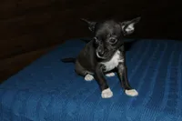 Ila, a female Chihuahua for sale in Saint Augustine, FL – Photo 5 of 5