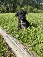Marley, a male Chorkie for sale in Saint Augustine, FL – 3 of 4