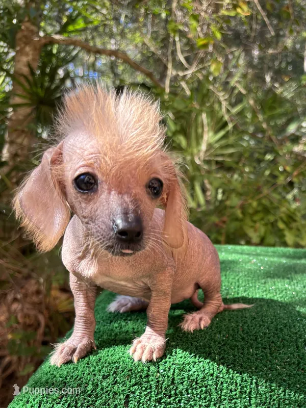 Frizzy, a female Chinese Crested for sale in Saint Augustine, FL – 1 of 5