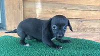 Princess, a female Chiweenie for sale in Saint Augustine, FL – 2 of 5