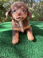 Banks , a male Chiweenie for sale in Saint Augustine, FL – 4 of 6