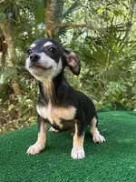 Diego, a male Chiweenie for sale in Saint Augustine, FL – 4 of 5