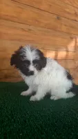 Minnie, a female Yorkipoo for sale in Saint Augustine, FL – 2 of 2