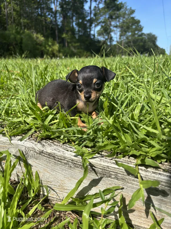 Sizzle – Chihuahua puppy for sale in Saint Augustine, FL