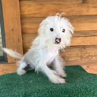 Q-Tip, a female Chinese Crested for sale in Saint Augustine, FL – 3 of 5
