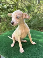 Georgie, a male Chiweenie for sale in Saint Augustine, FL – 2 of 5