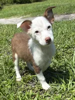 Max, a male Pembroke Welsh Corgi and Miniature Australian Shepherd for sale in Saint Augustine, FL – 3 of 4