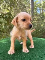 Cherry, a female Poodle - Miniature  and Miniature Dachshund for sale in Saint Augustine, FL – 2 of 4