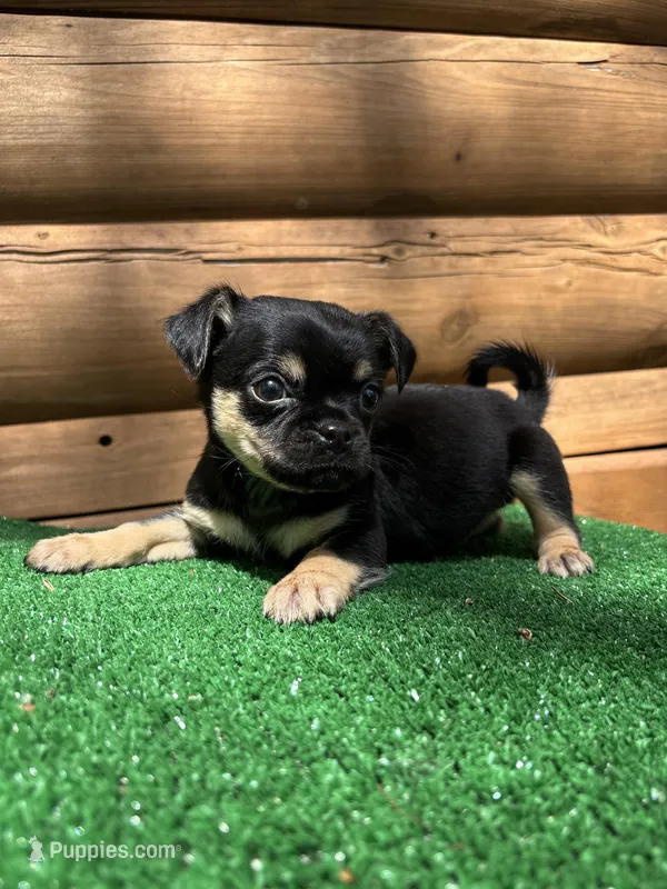 Carter – Chihuahua, Pug puppy for sale in Saint Augustine, FL