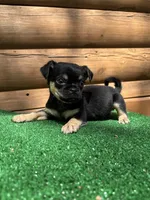 Carter, a male Chihuahua and Pug for sale in Saint Augustine, FL – Photo 4 of 4