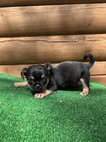 Carter, a male Chihuahua and Pug for sale in Saint Augustine, FL – Photo 3 of 4