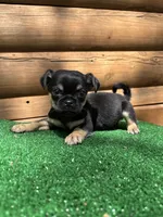 Carter, a male Chihuahua and Pug for sale in Saint Augustine, FL – Photo 2 of 4