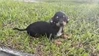 Miller, a male Chiweenie for sale in Saint Augustine, FL – 4 of 5