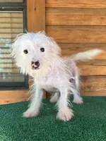 Q-Tip, a female Chinese Crested for sale in Saint Augustine, FL – 4 of 5