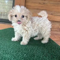 Wally, a male Maltipoo for sale in Saint Augustine, FL – 4 of 7