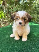 Fairy , a female Mal Shi for sale in Saint Augustine, FL – 6 of 7
